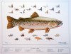 Cutthroat Trout & Flies