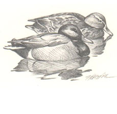 Mallards Swimming