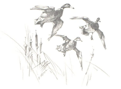 Three Mallards Flying
