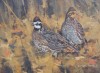 A Pair of Bobwhites