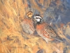 Bobwhites - A Pair