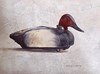 Canvasback Decoy