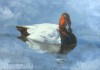 Canvasback Drake