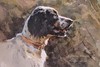 English Setter