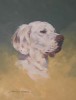 English Setter Head