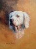 English Setter - Head Study