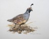 Gambel's Quail