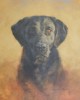 Labrador Retriever - 2