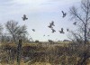 November Covey - Bobwhite Quail