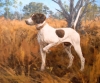 Pointer Dog