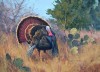 Rio Grande Turkey - 2004 Texas Turkey Stamp Print - Artist Proof