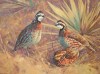 1992 Texas Quail Stamp Print - Artist Proof