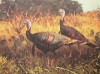 1989 Texas Turkey Stamp Print - Artist Proof