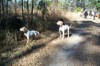 Cherokee Quail Hunt