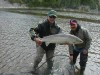 Restigouche Salmon