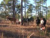 Georgia Quail Hunt