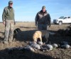 Saskatchewan Goose Hunt