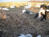 Saskatchewan Snow Goose Hunt