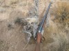 Scaled Quail-West Texas