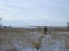 Colorado Duck Hunting