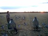 Colorado Goose Hunting