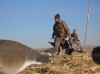 Colorado Goose Hunting